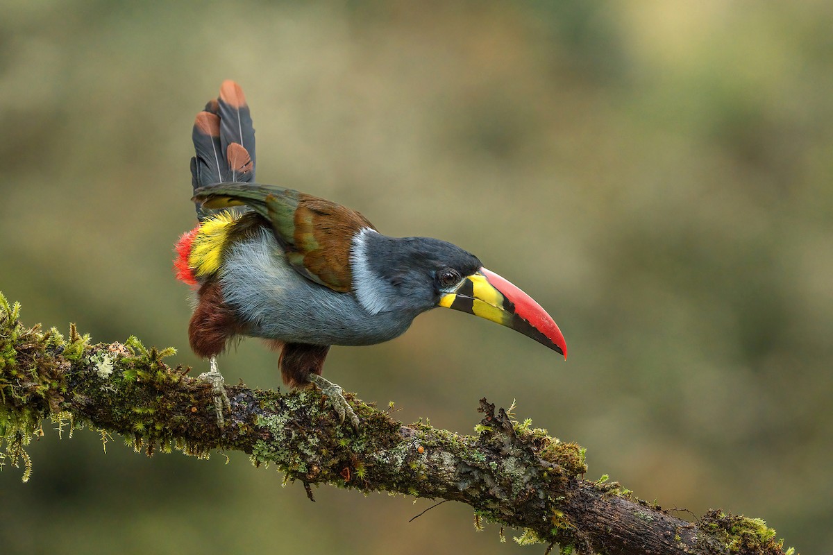 Blautukan - ML644854019