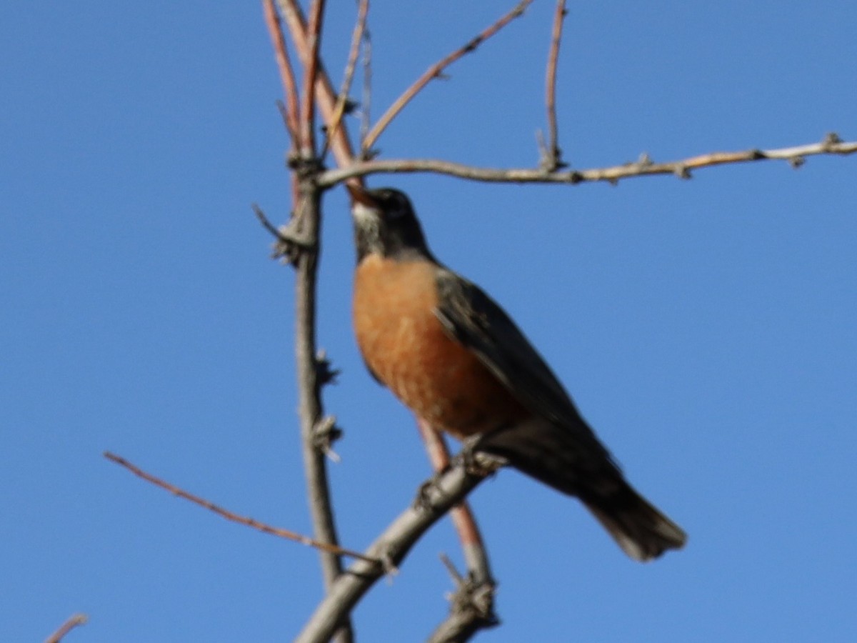 American Robin - ML644854030