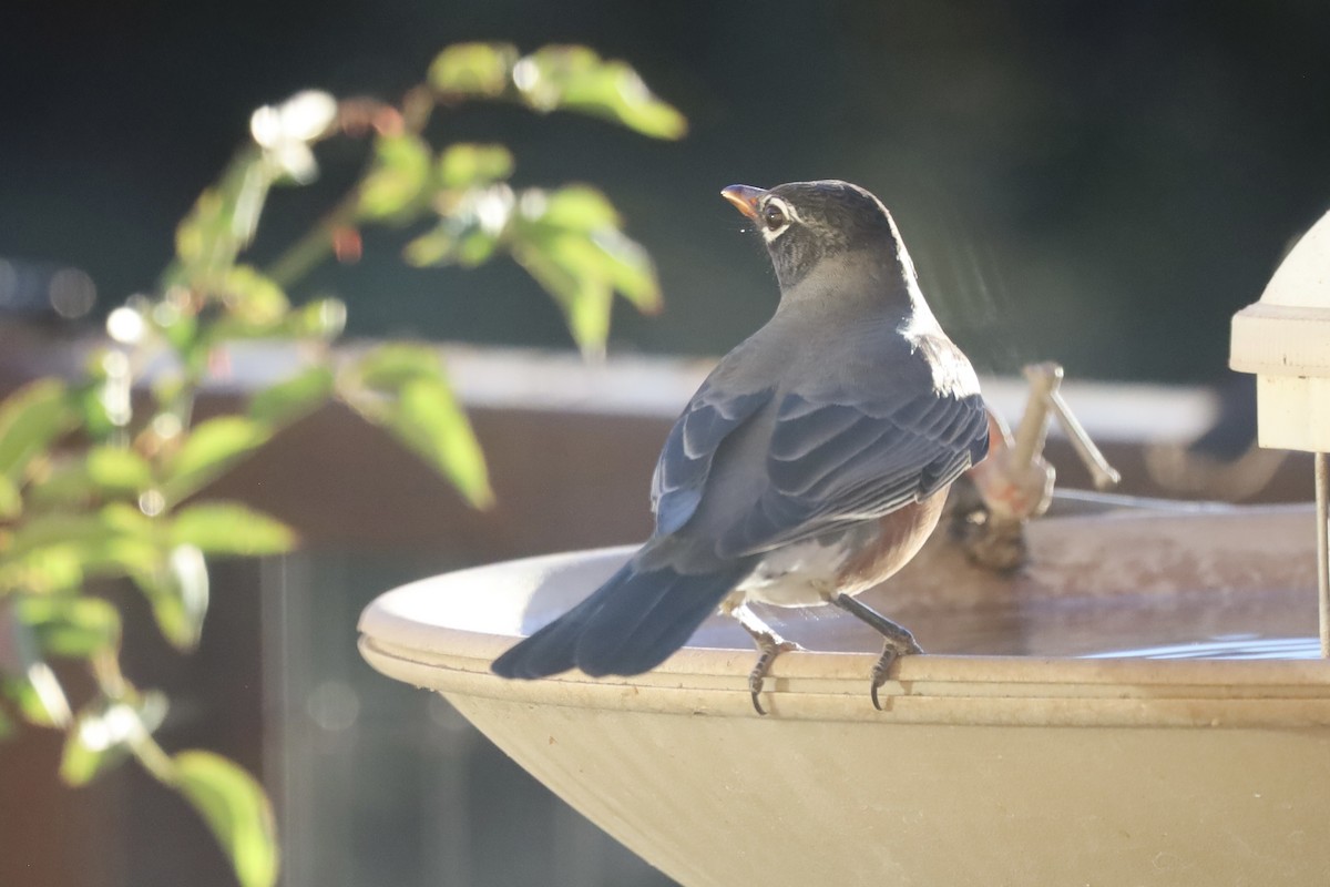 American Robin - ML644854035