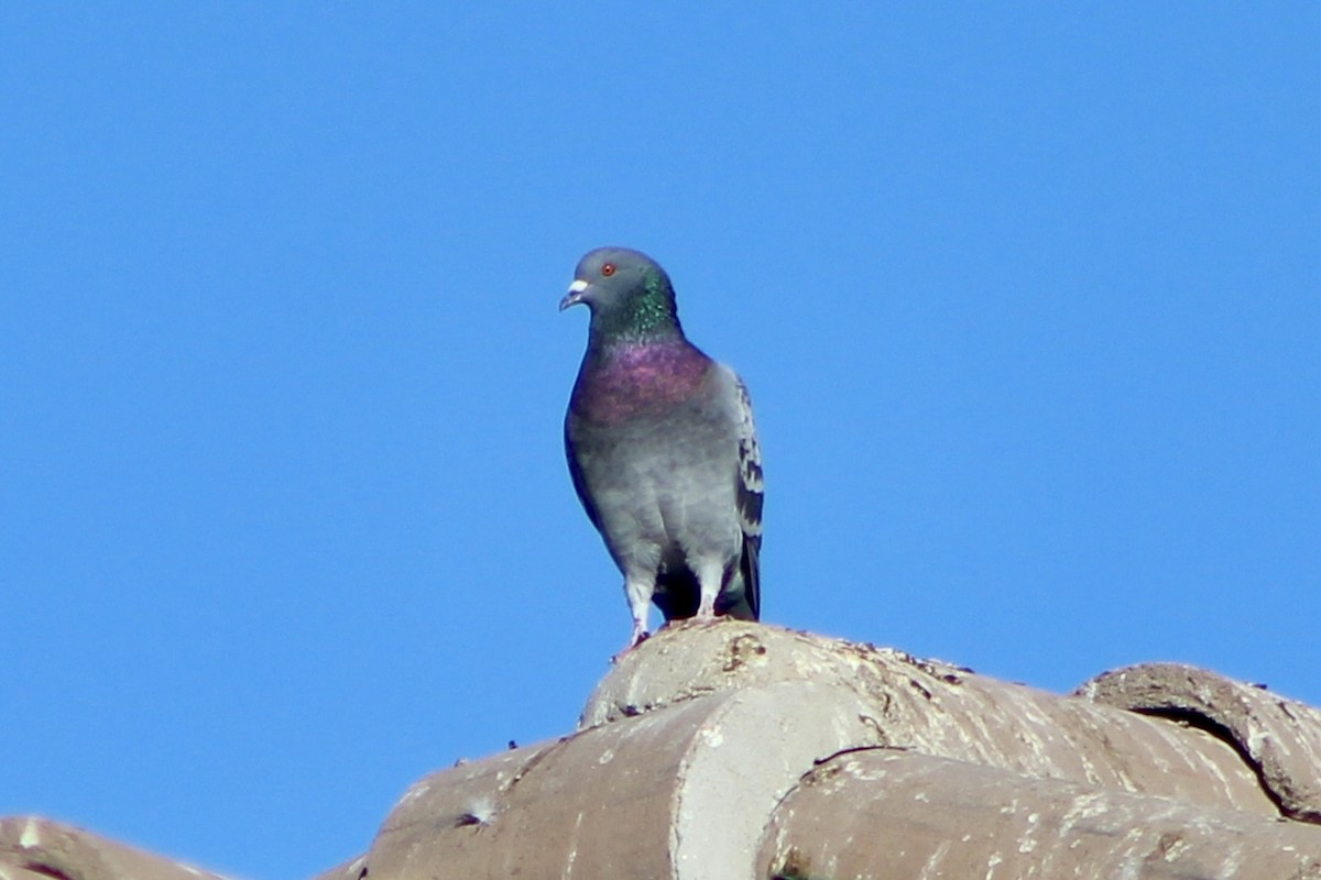 Rock Pigeon (Feral Pigeon) - ML644854043