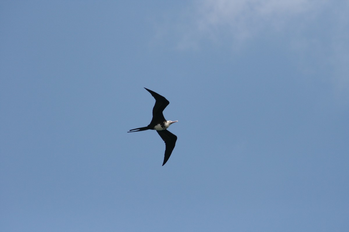 Great Frigatebird - ML644854052