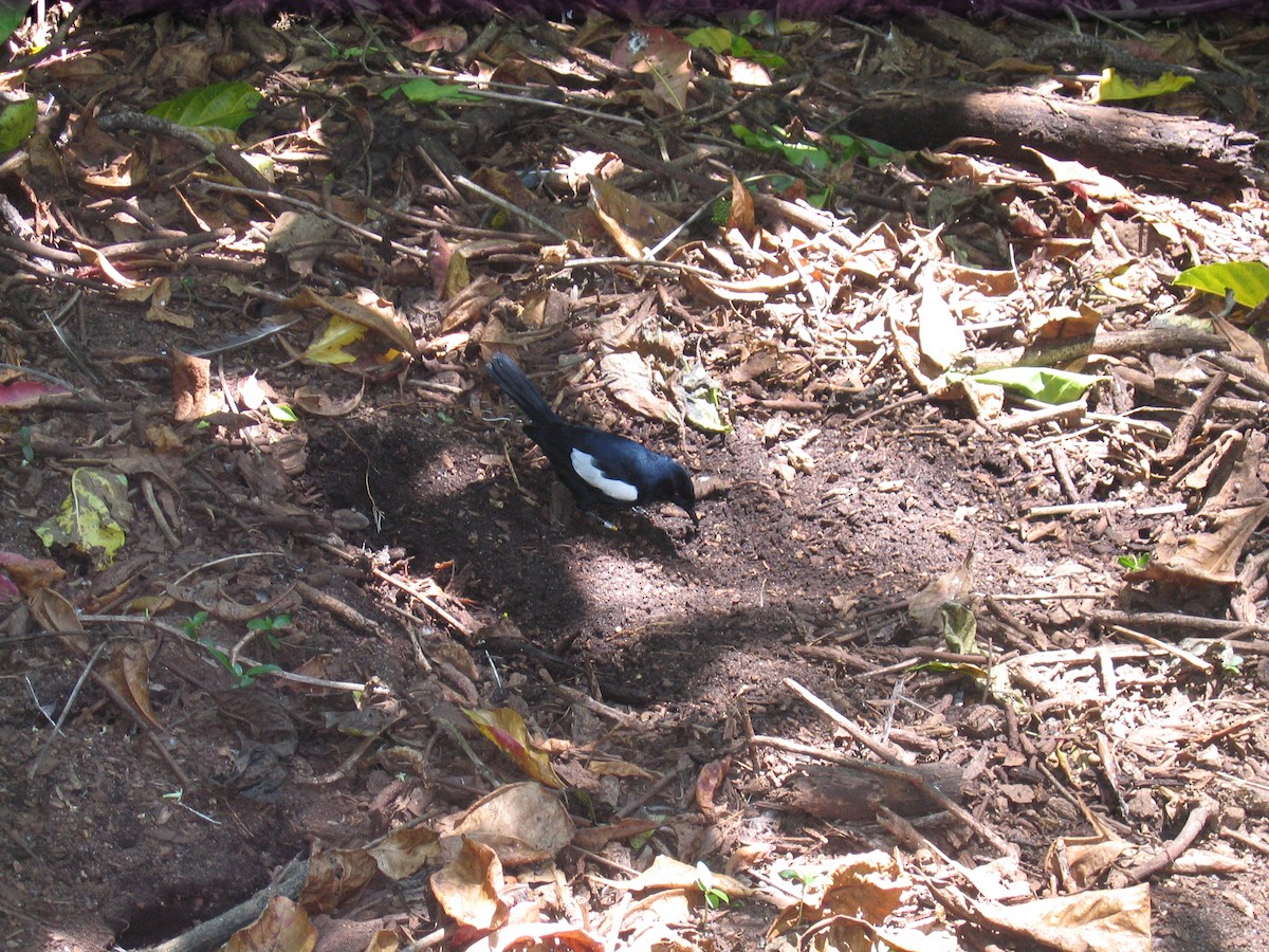 seychellskjæreskvett - ML644854058