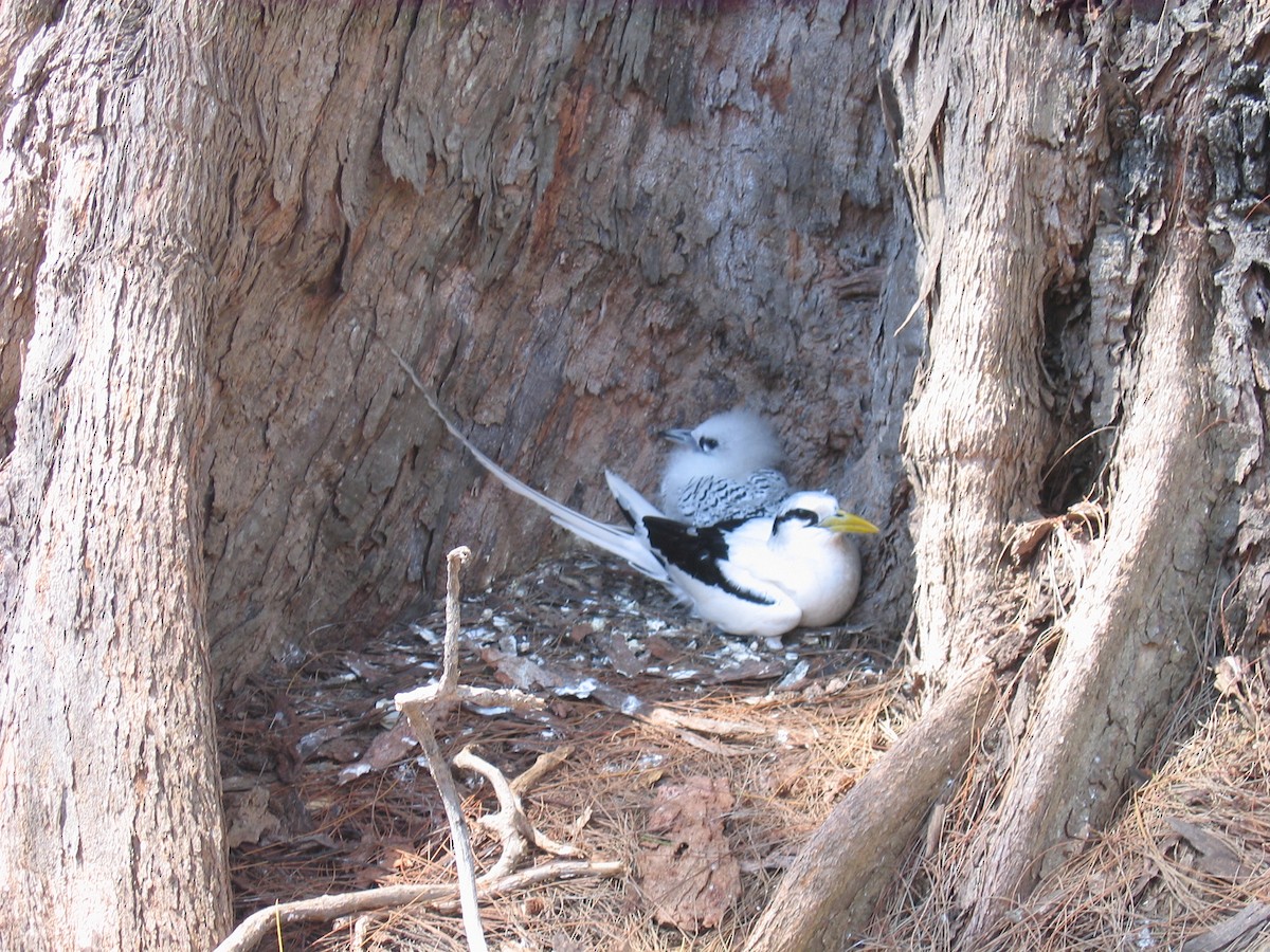 White-tailed Tropicbird - ML644854076