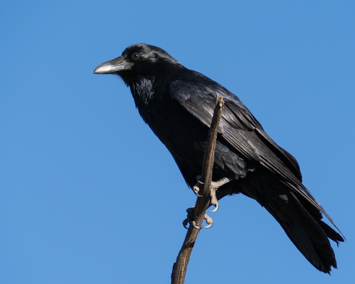 Common Raven - ML644854078