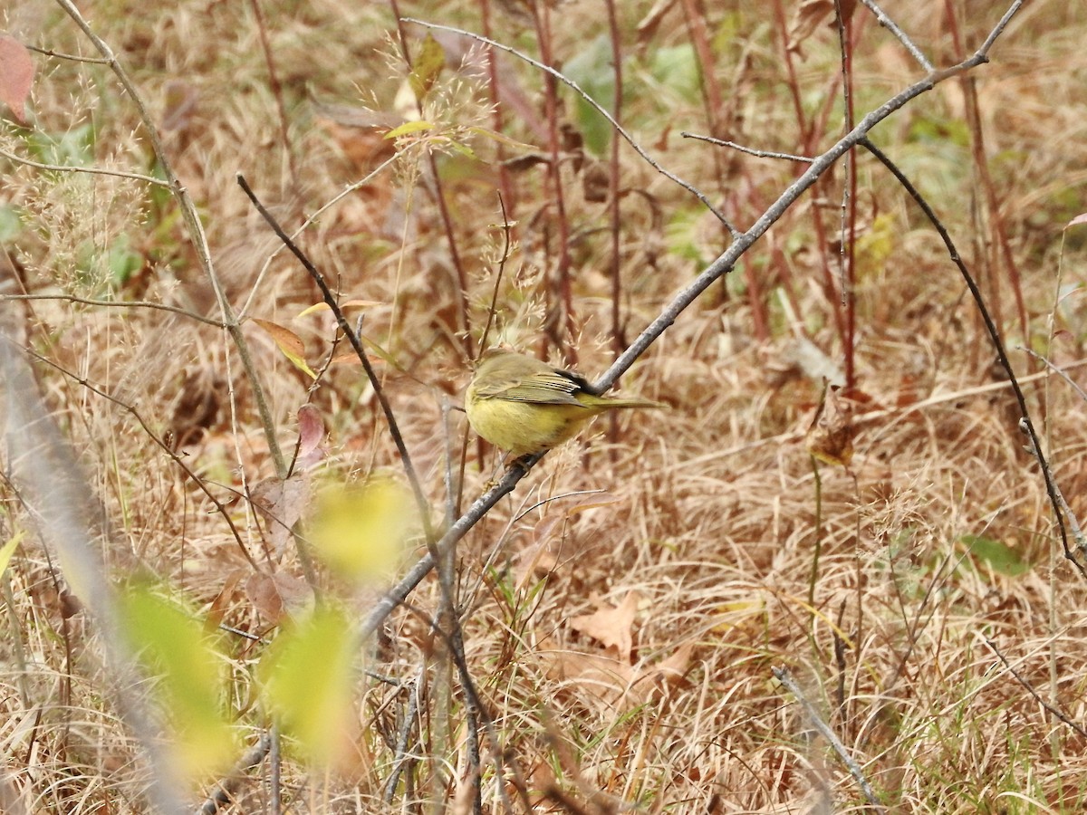 lesňáček bažinný - ML644854084