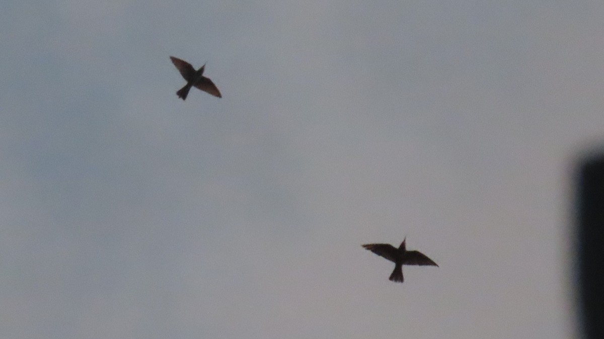 שרקרק ירוק - ML644854096