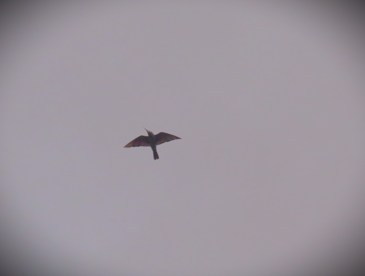 שרקרק ירוק - ML644854099