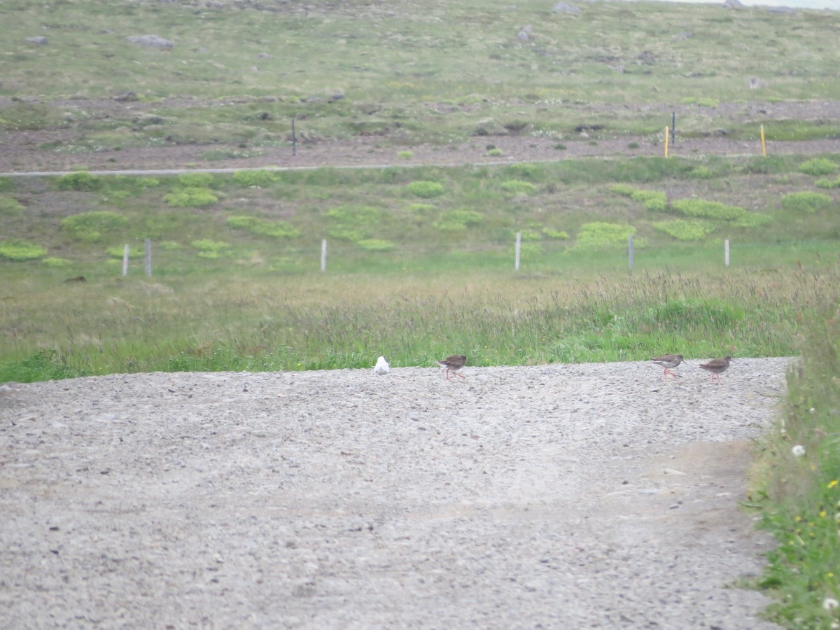 Common Redshank - ML644854119