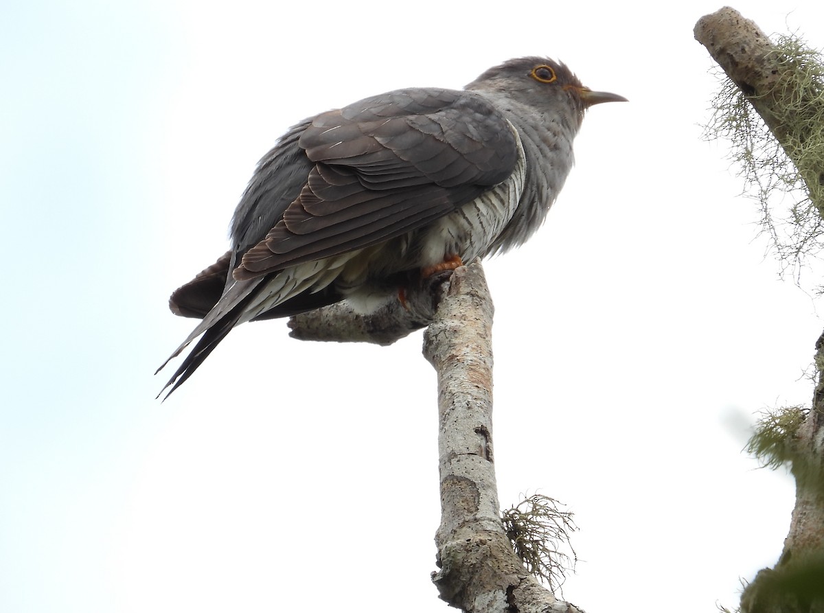 Мадагаскарская кукушка - ML644854134