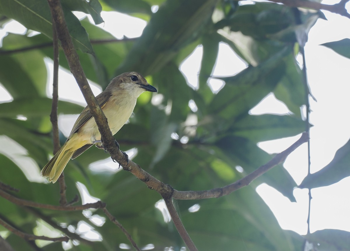 Fawn-breasted Whistler (Banda Sea) - ML644854181
