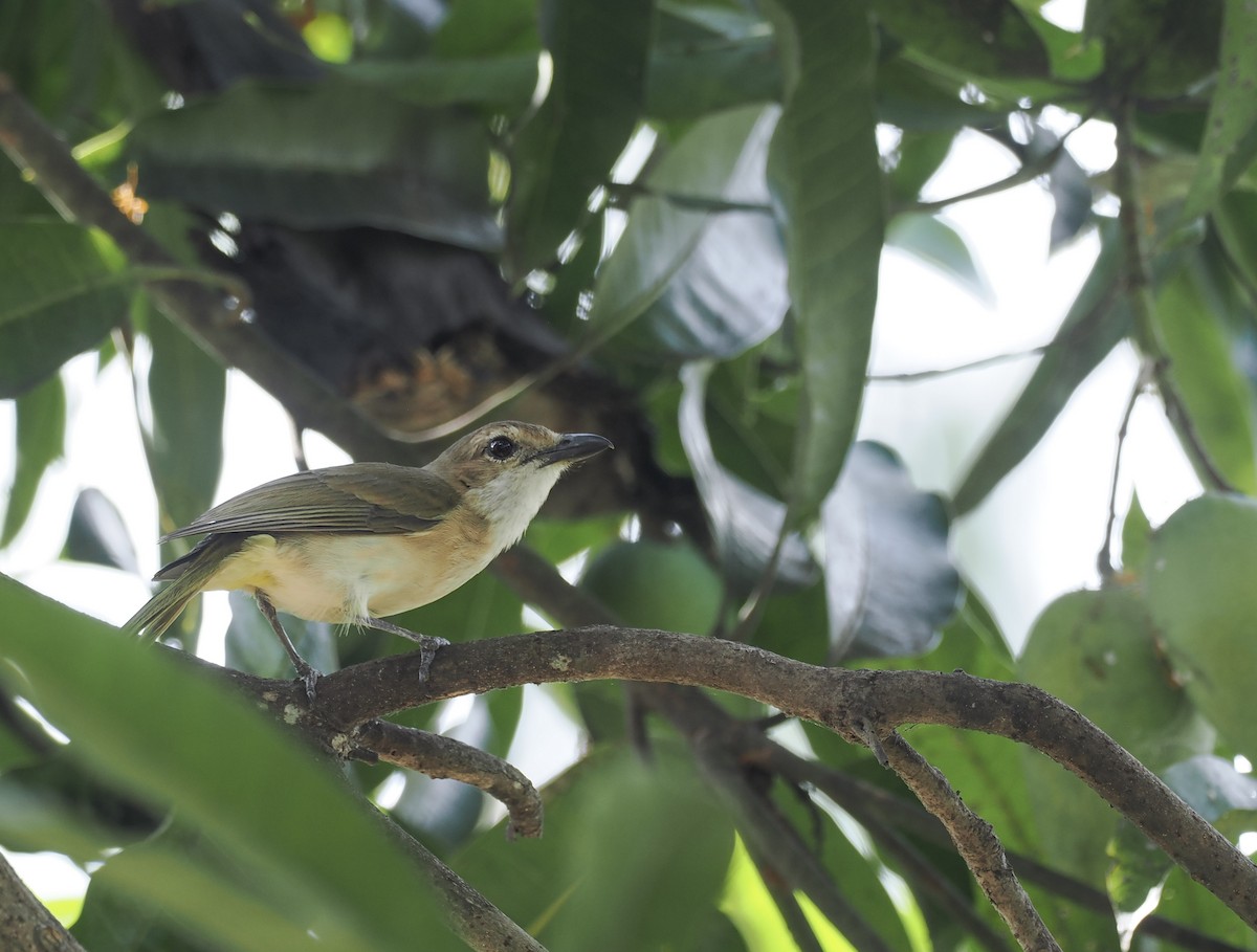 Fawn-breasted Whistler (Banda Sea) - ML644854182
