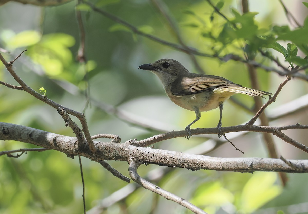 Fawn-breasted Whistler (Banda Sea) - ML644854183