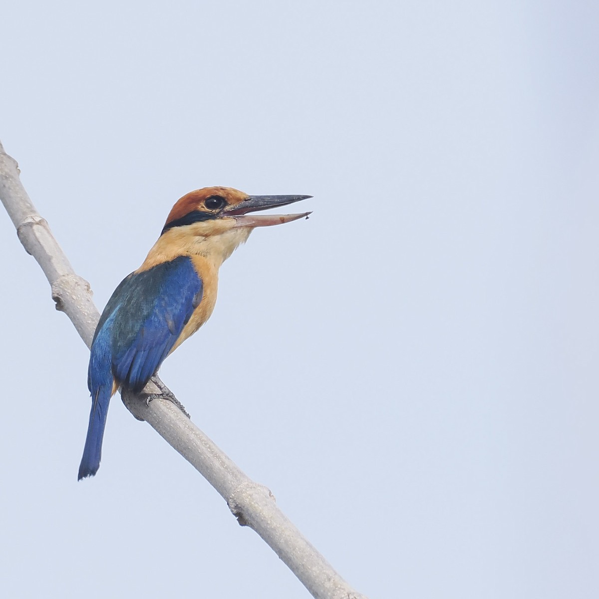 Cinnamon-banded Kingfisher - ML644854203