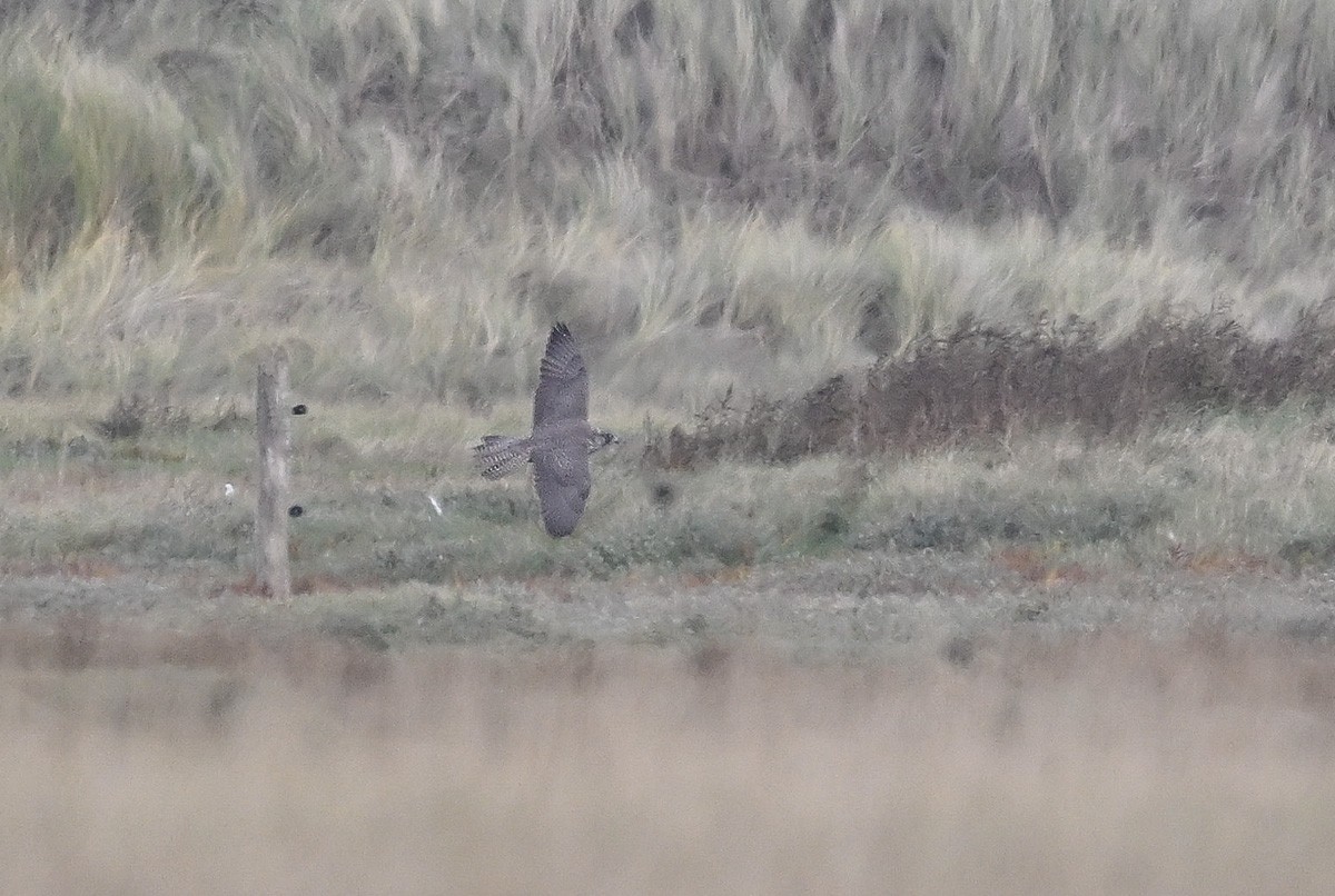 シロハヤブサ - ML644854233