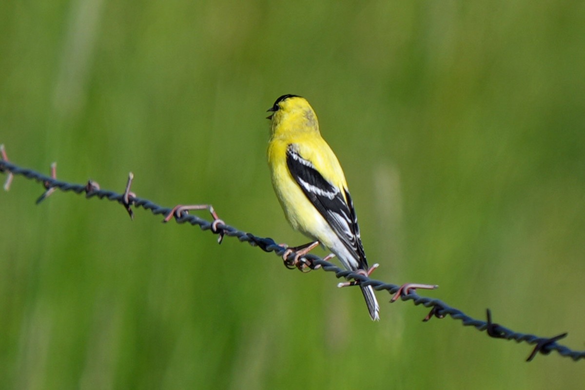 Altın İskete - ML644854239