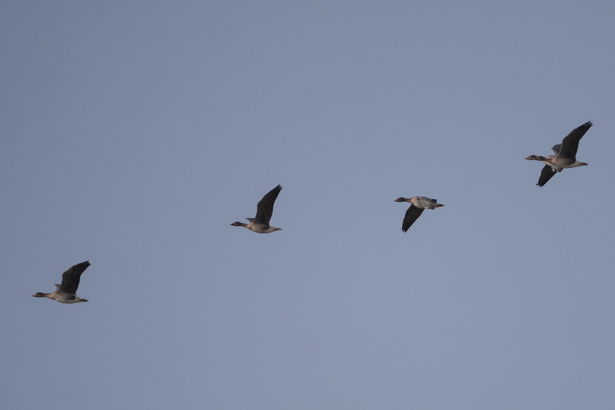 Tundra Kazı - ML644854240