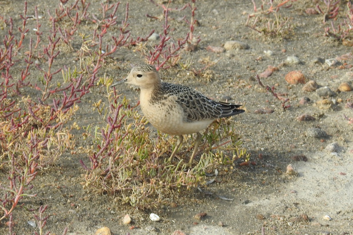 Çayırkoşarı - ML644854241
