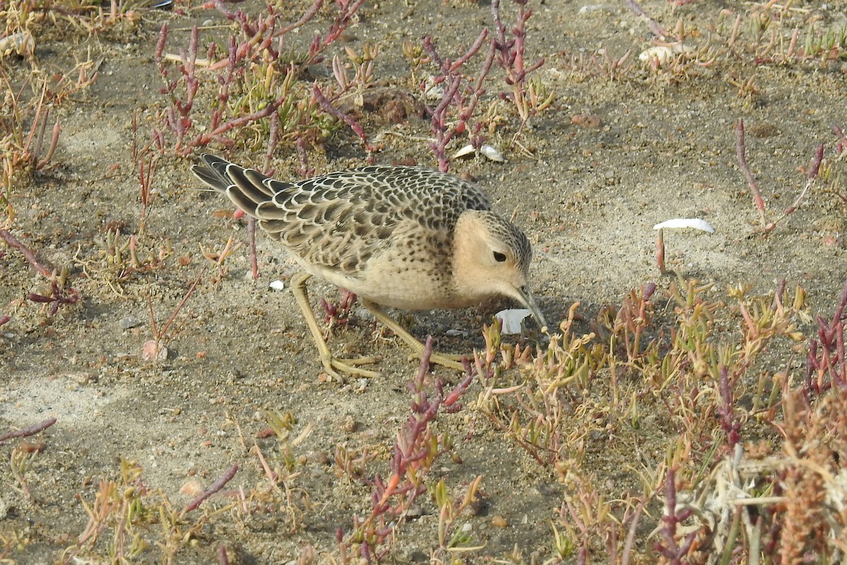 Çayırkoşarı - ML644854242