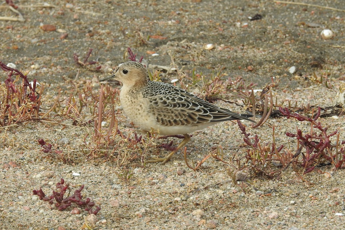 Çayırkoşarı - ML644854243