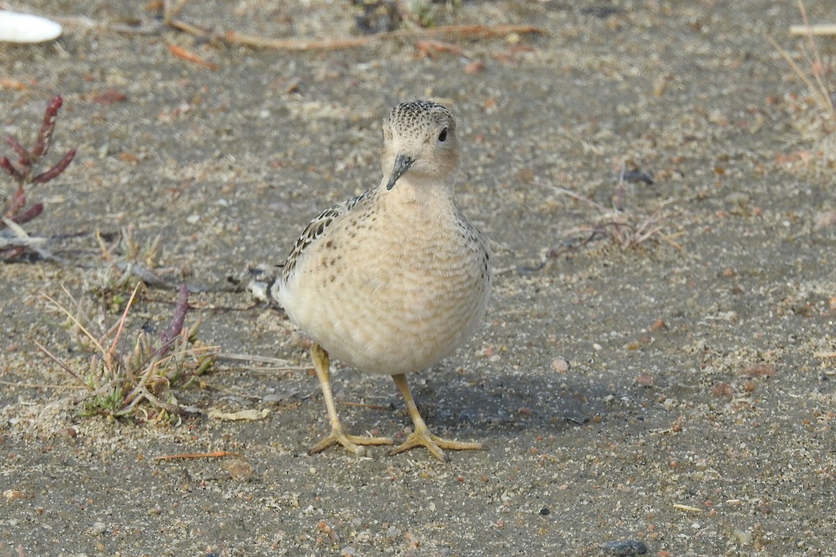Çayırkoşarı - ML644854244