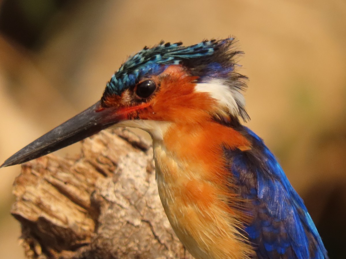 Madagaskar Tepeli Yalıçapkını - ML644854245