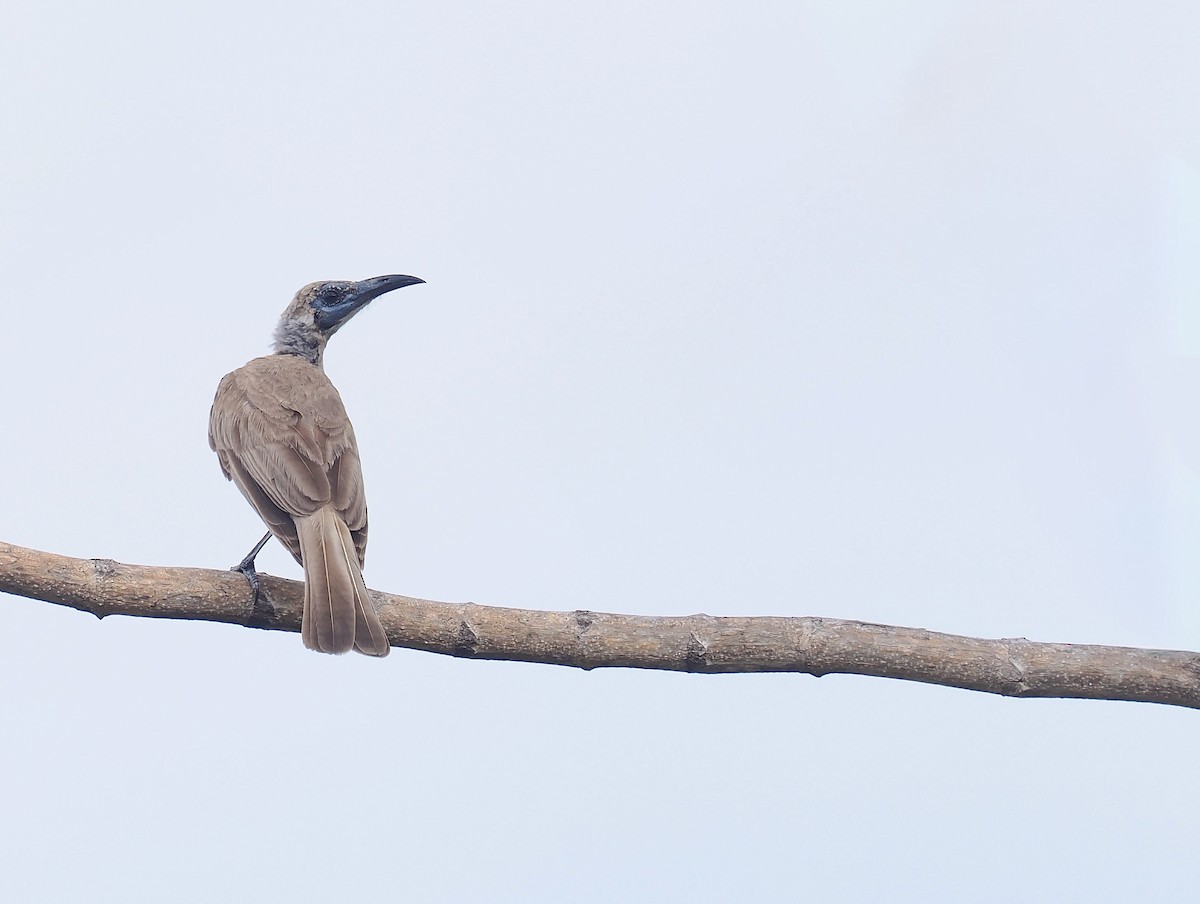 Gri Yüzlü Keşişkuşu - ML644854246