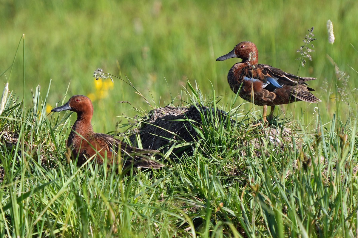 Kızıl Ördek - ML644854247