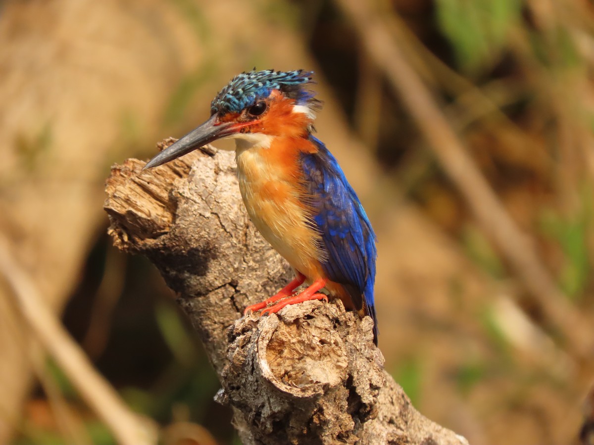 Madagaskar Tepeli Yalıçapkını - ML644854248