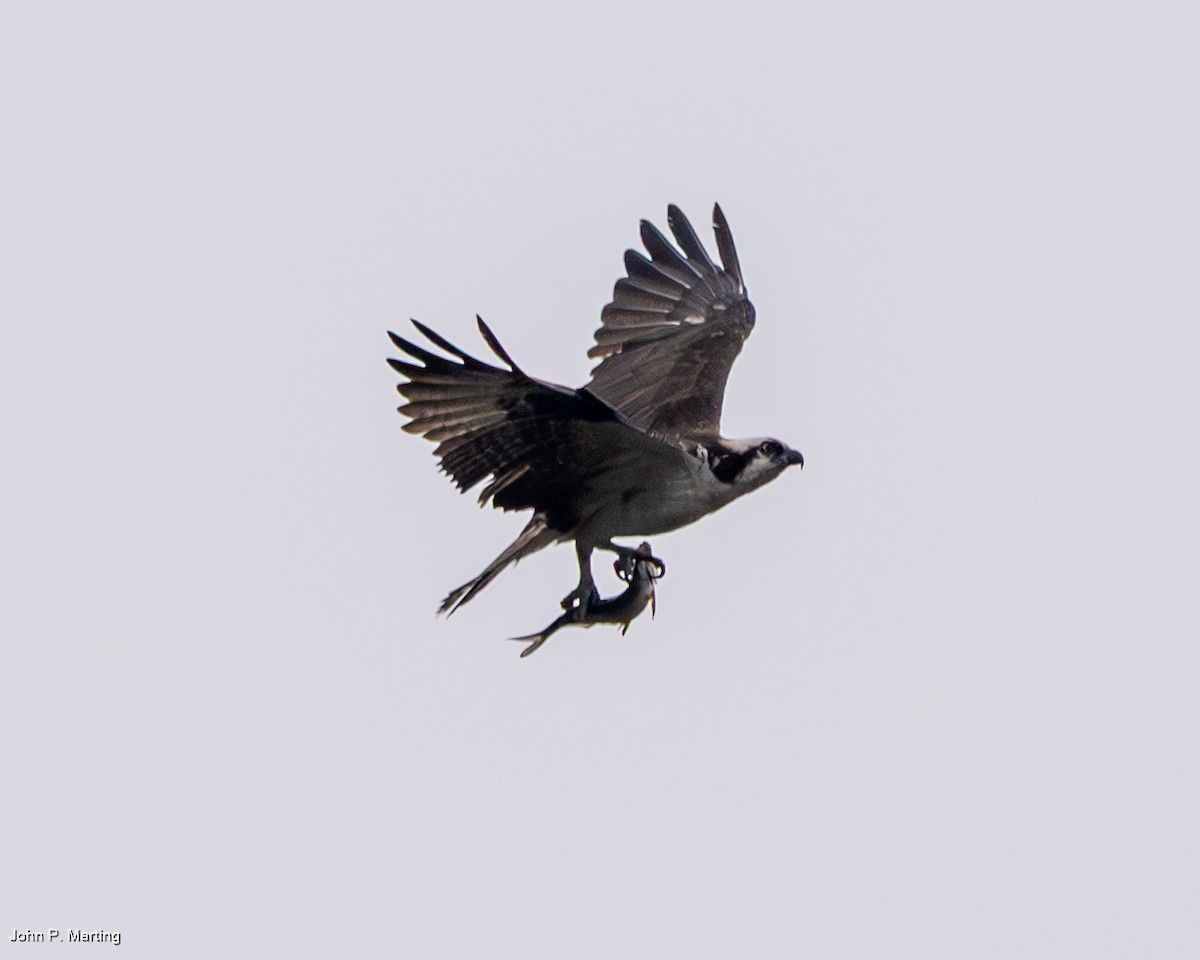 Balık Kartalı - ML644854250