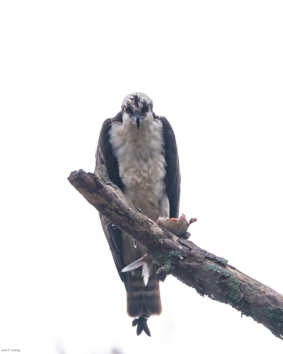 Balık Kartalı - ML644854252