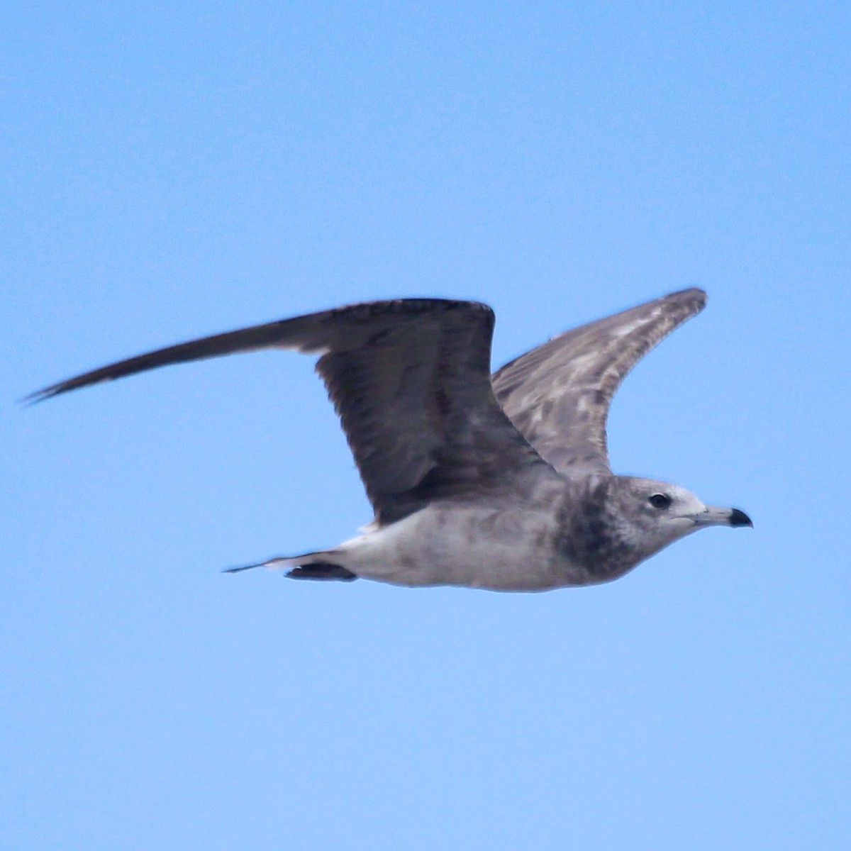 Kara Kuyruklu Martı - ML644854254