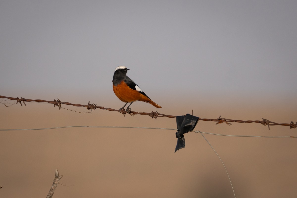 Büyük Kızılkuyruk - ML644854255