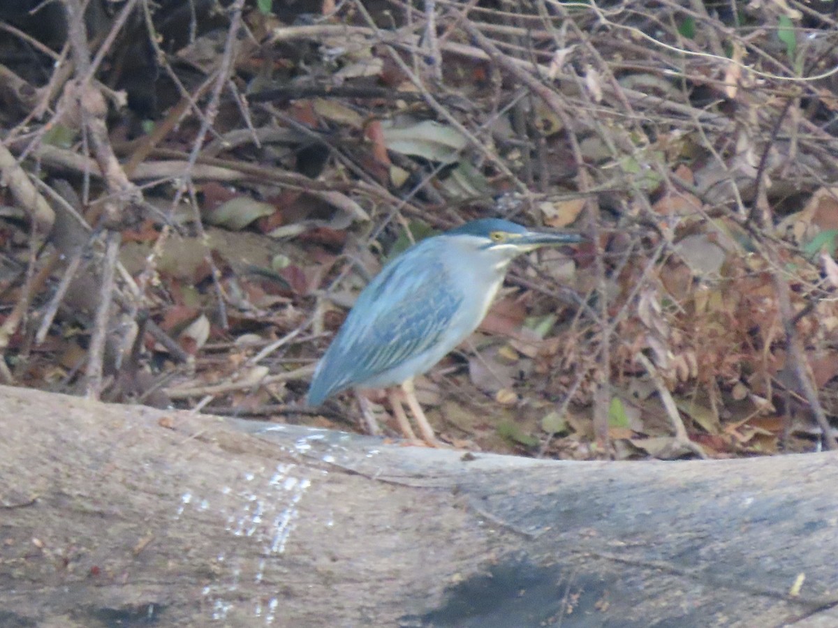 Yeşil Sırtlı Balıkçıl - ML644854256