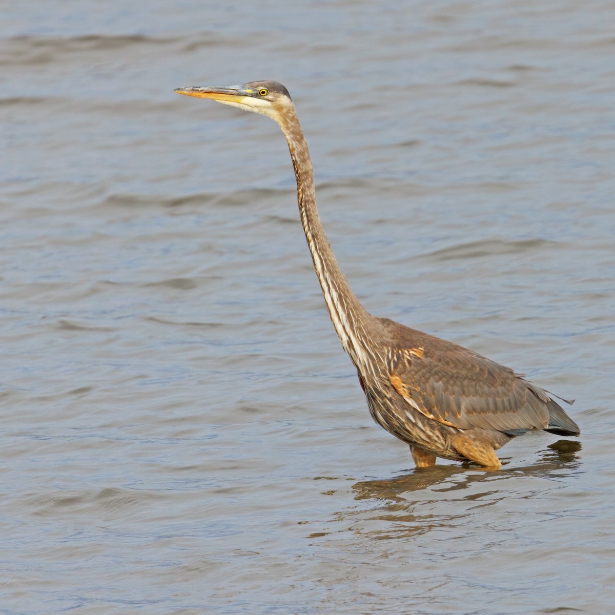 Amerika Gri Balıkçılı - ML644854257