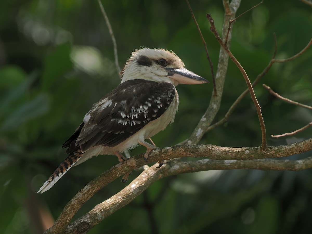 Kukabura - ML644854258