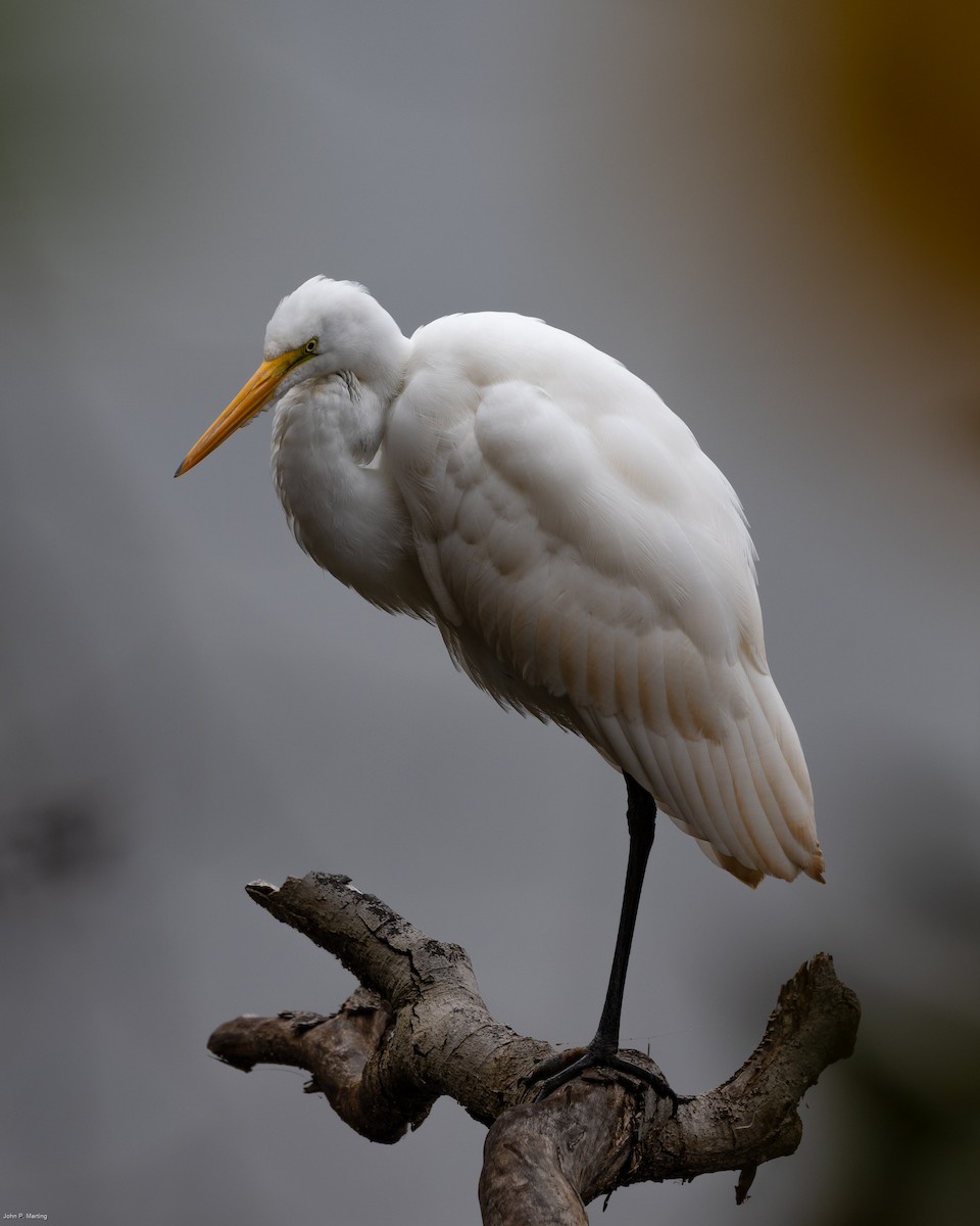 Büyük Ak Balıkçıl - ML644854259