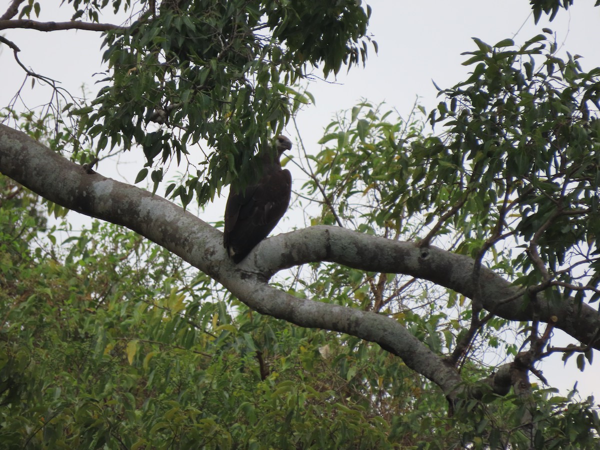 Madagaskar Ötücü Kartalı - ML644854260