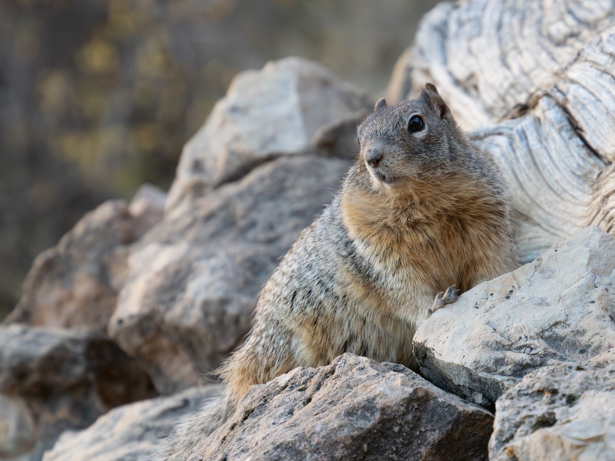 Arizona Rock Squirrel - ML644854261