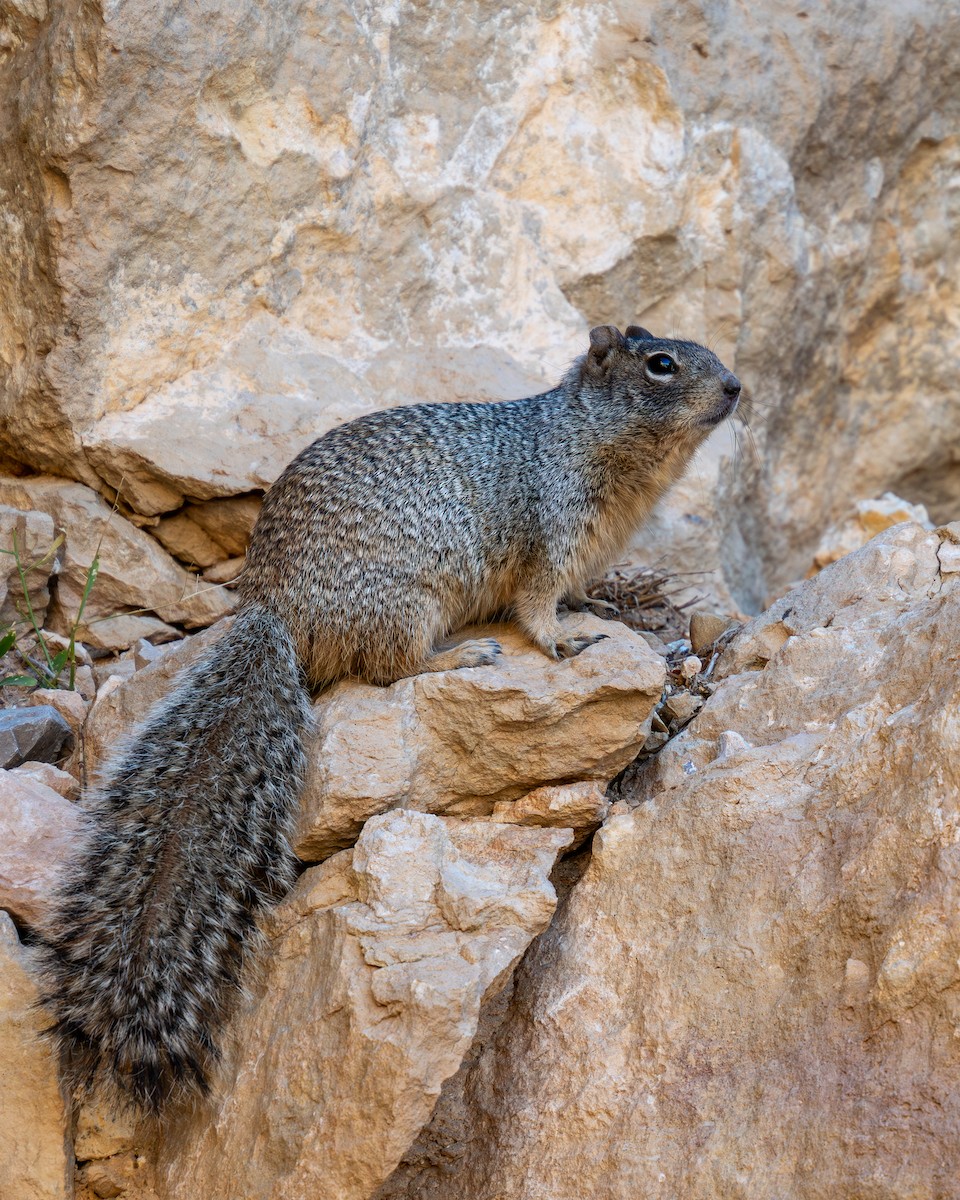 Arizona Rock Squirrel - ML644854262