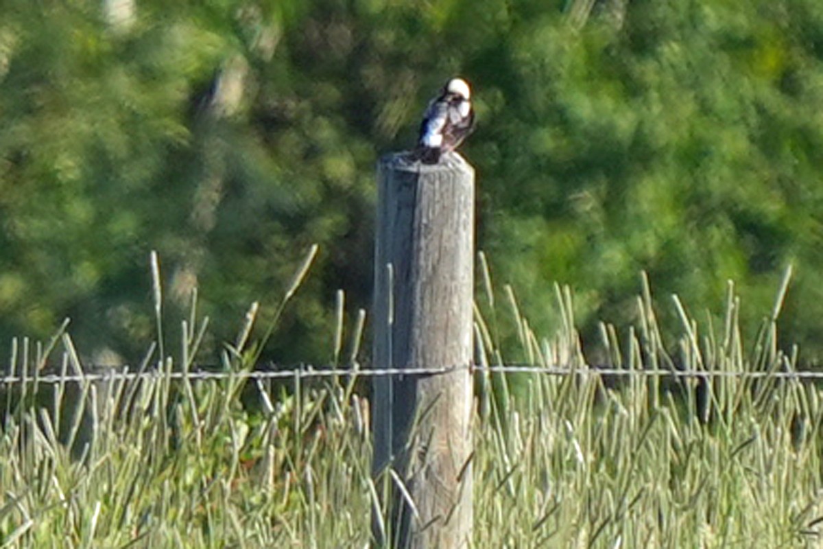 Pirinç Karatavuğu - ML644854263