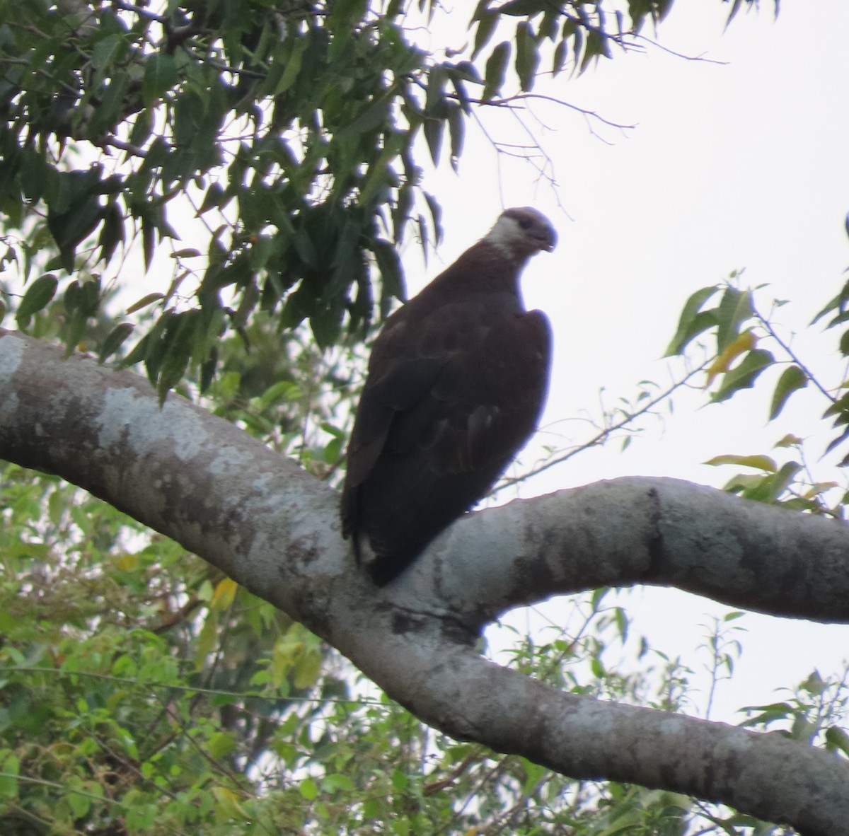 Madagaskar Ötücü Kartalı - ML644854264