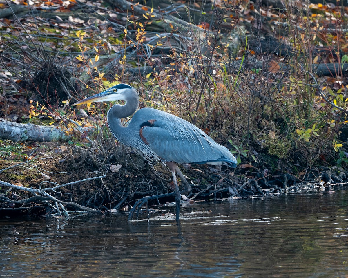 Amerika Gri Balıkçılı - ML644854266
