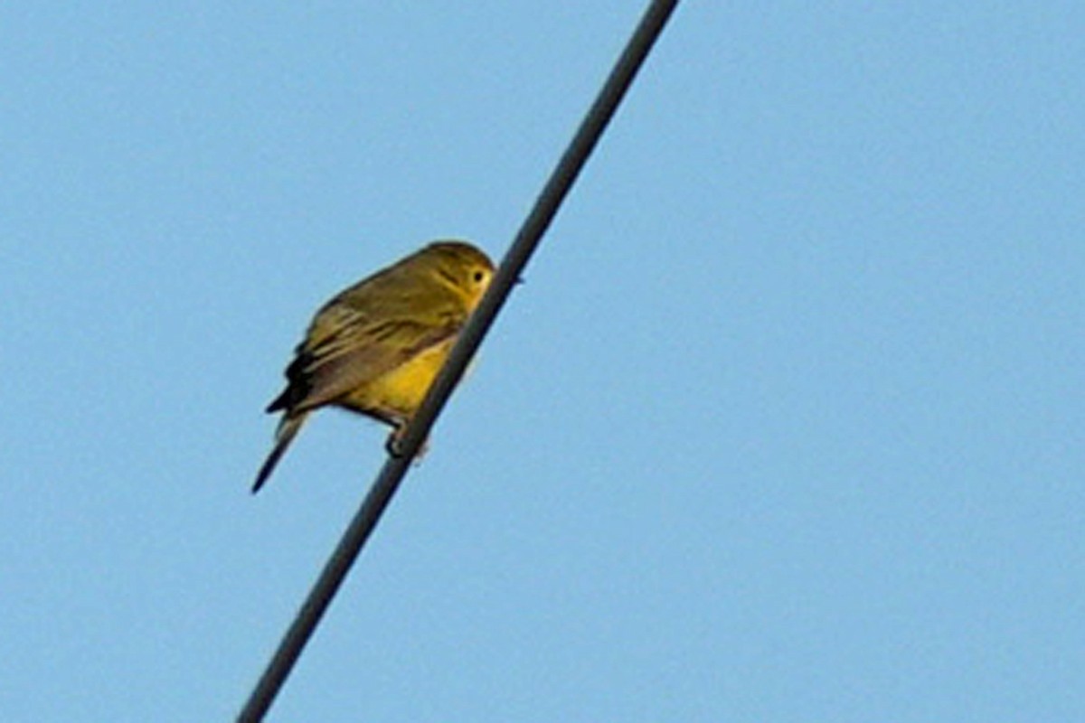 Sarı Ötleğen - ML644854267