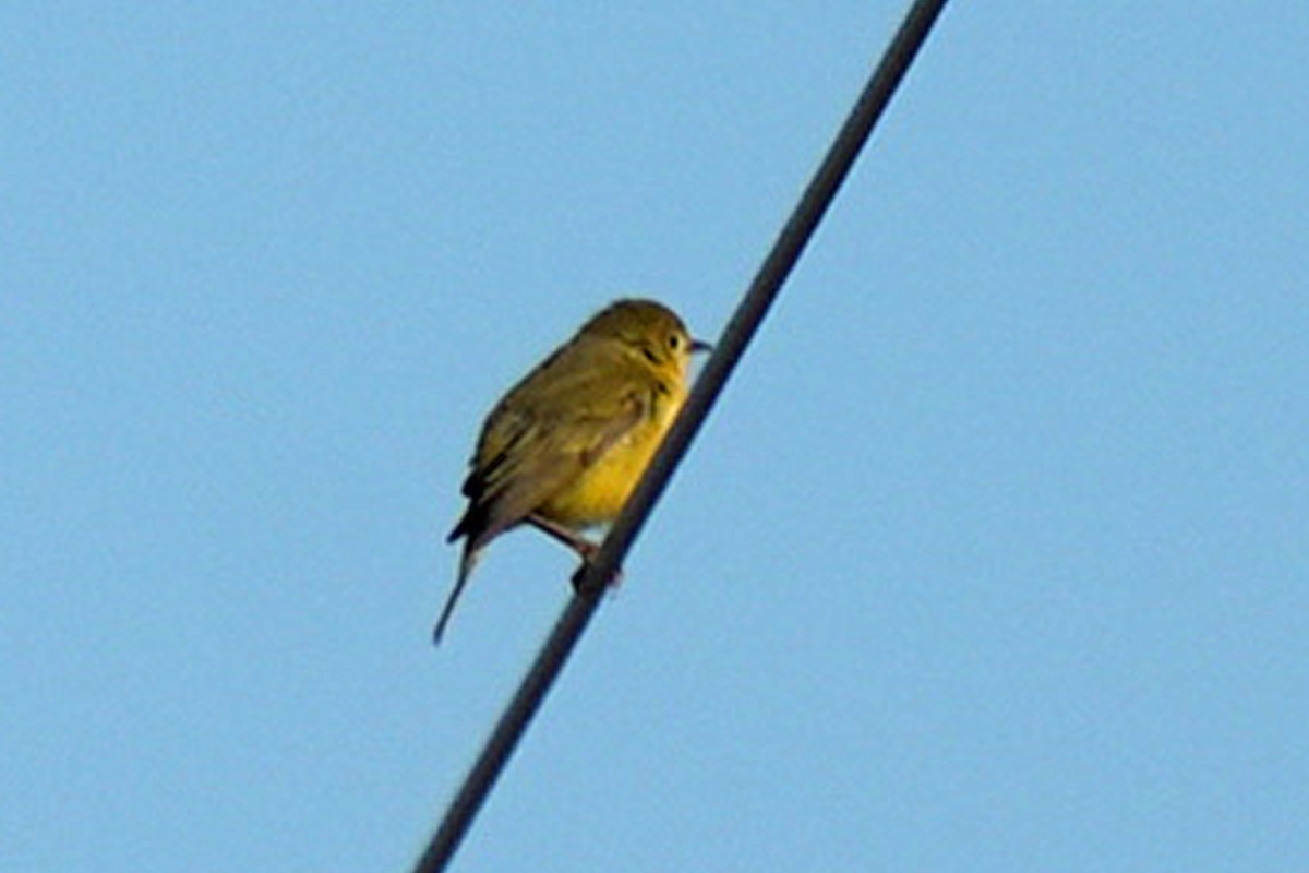 Sarı Ötleğen - ML644854268