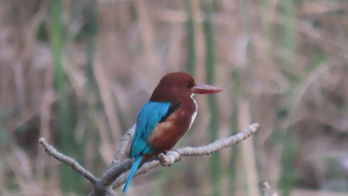 İzmir Yalıçapkını - ML644854269