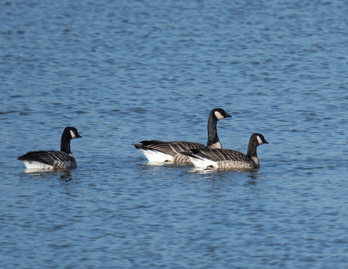 Gıdaklayan Kaz - ML644854270