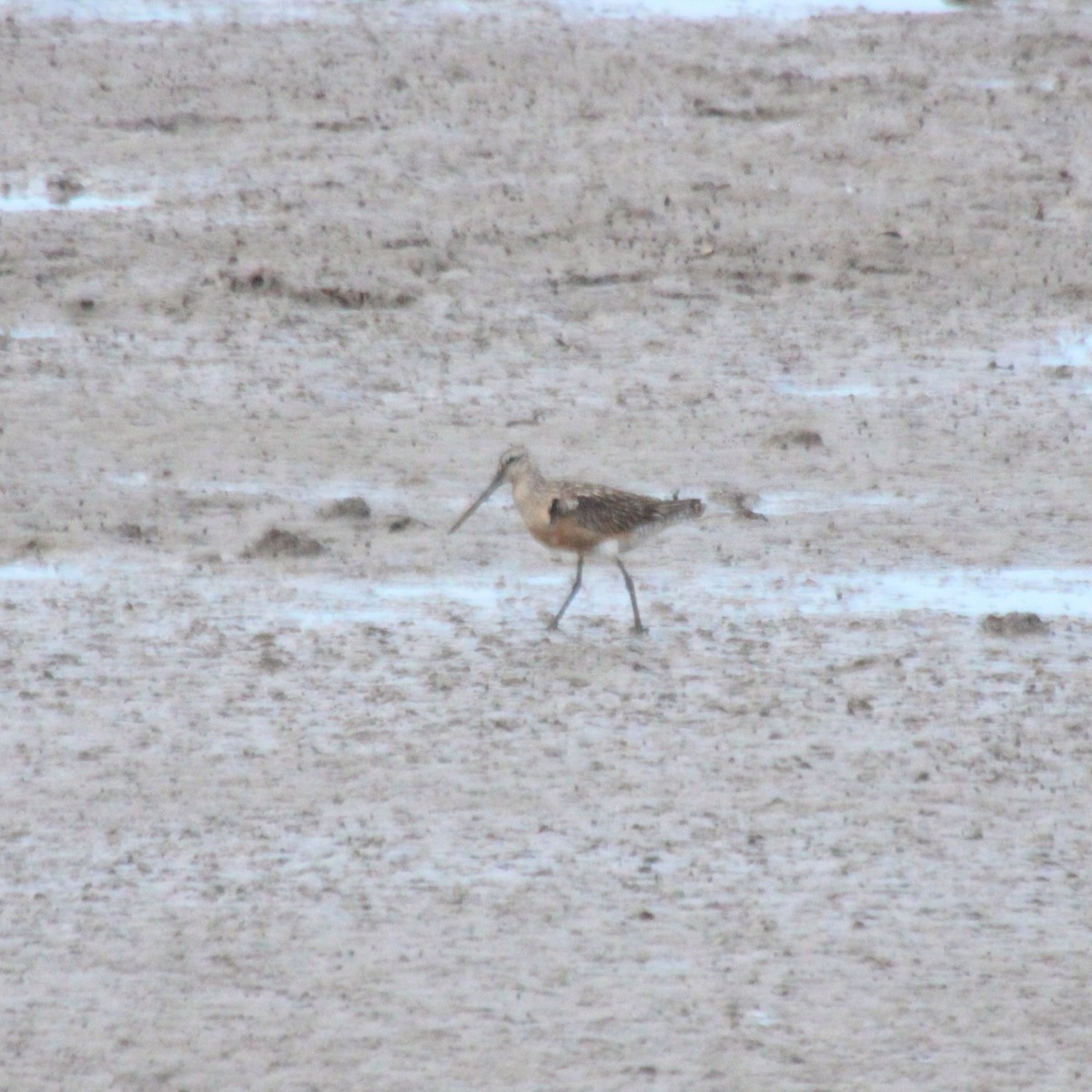 Kıyı/(Adi) Çamurçulluğu - ML644854273