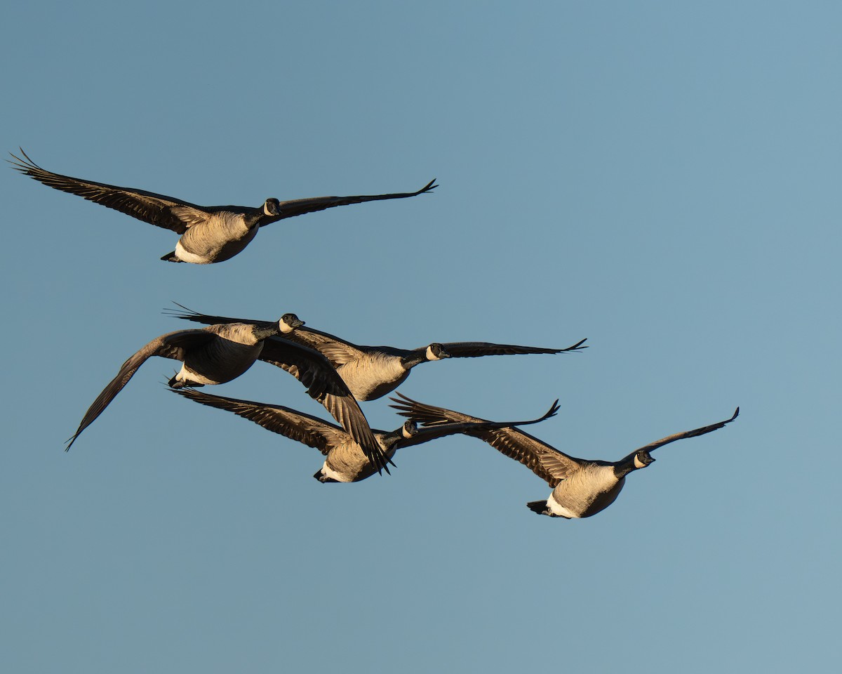 Kanada Kazı - ML644854282