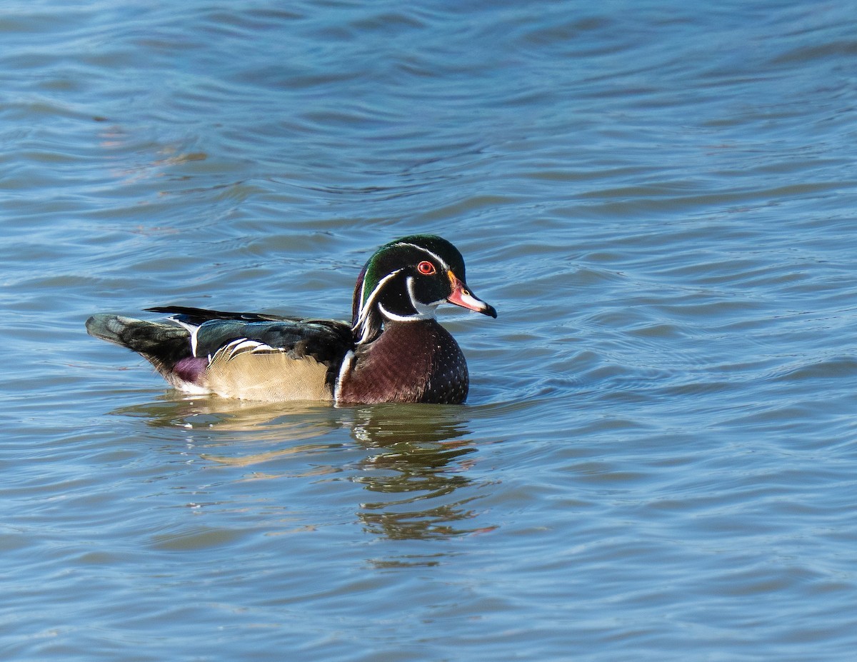 kachnička karolínská - ML644854285