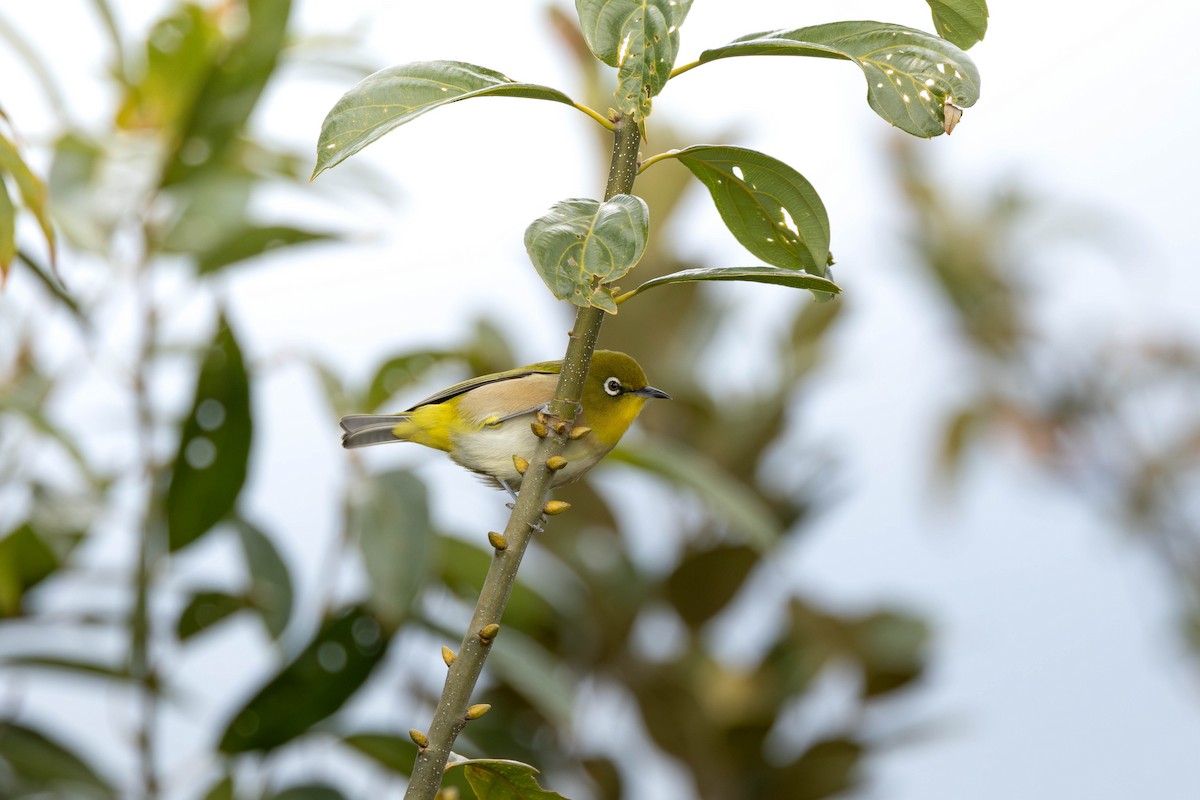 Warbling White-eye - ML644854330